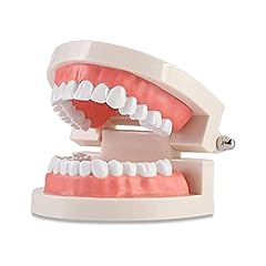 Wangcl zähne dental gebraucht kaufen  Wird an jeden Ort in Deutschland
