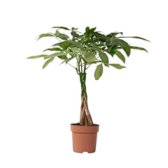 Plant box glückskastanie gebraucht kaufen  Wird an jeden Ort in Deutschland