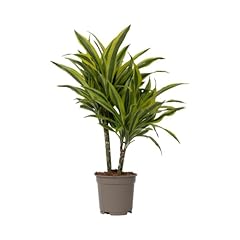 Plant box dracaena usato  Spedito ovunque in Italia 
