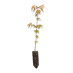 Japanese maple medium for sale  Delivered anywhere in USA 