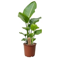 Plant box strelitzia d'occasion  Livré partout en Belgiqu