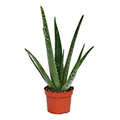 Fantastic delightful aloe for sale  Delivered anywhere in Ireland