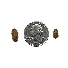 Dubia roaches 200 for sale  Delivered anywhere in USA 