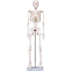 Breesky scientifc human for sale  Delivered anywhere in USA 