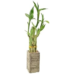 Arcadia garden products for sale  Delivered anywhere in USA 