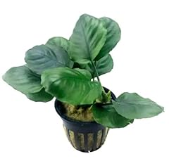 Anubias nana coin for sale  Delivered anywhere in UK