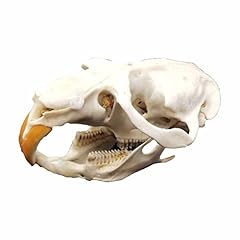 Tier schädel ratte gebraucht kaufen  Wird an jeden Ort in Deutschland