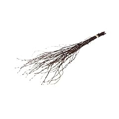 Floristrywarehouse dried bunch for sale  Delivered anywhere in UK
