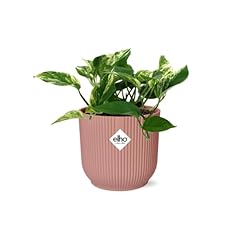 Scindapsus marble queen gebraucht kaufen  Wird an jeden Ort in Deutschland