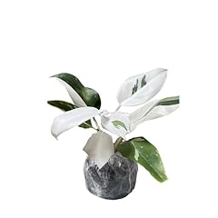 Variegated philodendron live for sale  Delivered anywhere in USA 