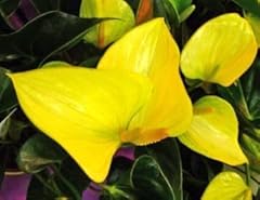 Generic 100pcs anthurium for sale  Delivered anywhere in USA 