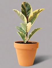 Ficus tineke variegated for sale  Delivered anywhere in UK