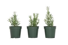 Tuscan blue rosemary for sale  Delivered anywhere in USA 