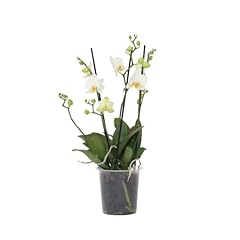 Plant box phalaenopsis gebraucht kaufen  Wird an jeden Ort in Deutschland