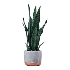 Mikasa snake plant for sale  Delivered anywhere in USA 