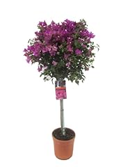 Gartenwelt bougainvillea alexa gebraucht kaufen  Wird an jeden Ort in Deutschland