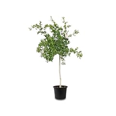 Tropictrees granatapfelbaum wi gebraucht kaufen  Wird an jeden Ort in Deutschland