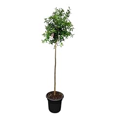 Sunny tree granatapfelbaum gebraucht kaufen  Wird an jeden Ort in Deutschland