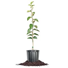 Perfect plants ichi for sale  Delivered anywhere in USA 