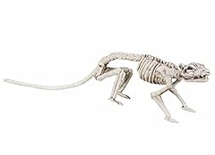 squelette animal d'occasion  Livré partout en France