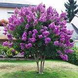 Crapemyrtleguy semi dwarf for sale  Delivered anywhere in USA 