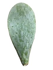 Prorep prickly pear for sale  Delivered anywhere in UK