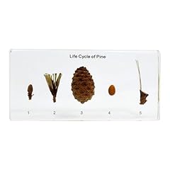 Gfazxds pine tree for sale  Delivered anywhere in USA 