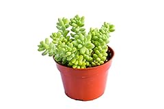 Live donkey tail for sale  Delivered anywhere in USA 