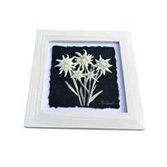Real white edelweiss for sale  Delivered anywhere in USA 