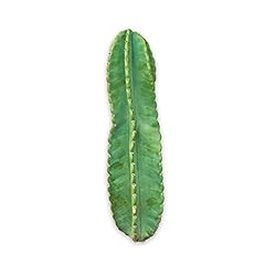 Peruvian apple cactus for sale  Delivered anywhere in USA 