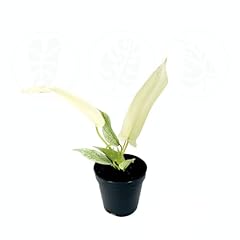 Philodendron florida ghost for sale  Delivered anywhere in USA 