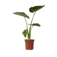 Plant box alocasia gebraucht kaufen  Wird an jeden Ort in Deutschland