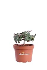 Pianta aeonium decorum usato  Spedito ovunque in Italia 