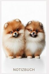 Süßes pomeranian boo gebraucht kaufen  Wird an jeden Ort in Deutschland