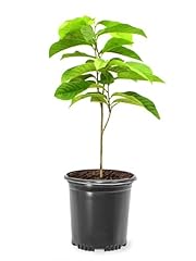 American plant paw for sale  Delivered anywhere in USA 