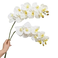 Urier orchid stems for sale  Delivered anywhere in UK