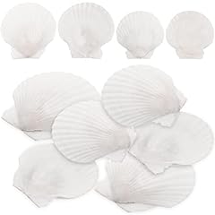 Homsfou decorative scallops for sale  Delivered anywhere in UK
