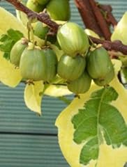 Pianta kiwi arguta usato  Spedito ovunque in Italia 
