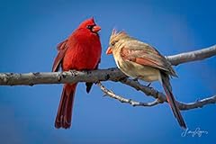 Lovebirds cardinal wall for sale  Delivered anywhere in USA 