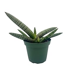 Bubbleblooms sansevieria starf for sale  Delivered anywhere in USA 