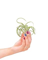 Plnts baby tillandsia d'occasion  Livré partout en France