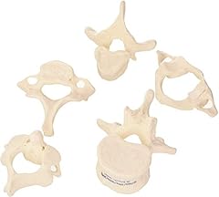 Scientific vertebrae free for sale  Delivered anywhere in UK