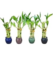 Lucky bamboo plants for sale  Delivered anywhere in USA 