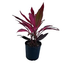 Cordyline red sister for sale  Delivered anywhere in USA 