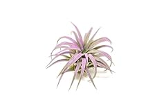 Lavender colorful tillandsia for sale  Delivered anywhere in USA 