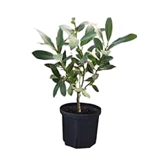 Bay leaf plant for sale  Delivered anywhere in USA 