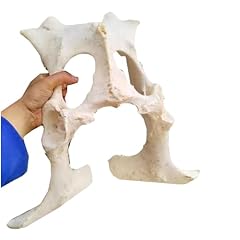 Gfazxds cow pelvis for sale  Delivered anywhere in USA 