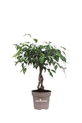 Pianta ficus benjamin usato  Spedito ovunque in Italia 