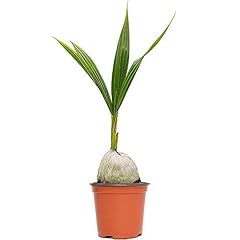 American plant live for sale  Delivered anywhere in USA 