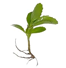 Leaf life plant for sale  Delivered anywhere in USA 